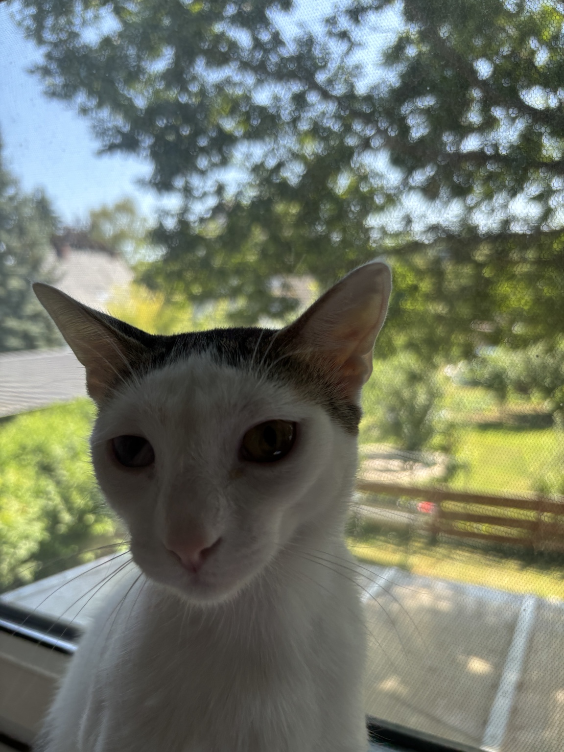 A cat looking towards the camera in daylight